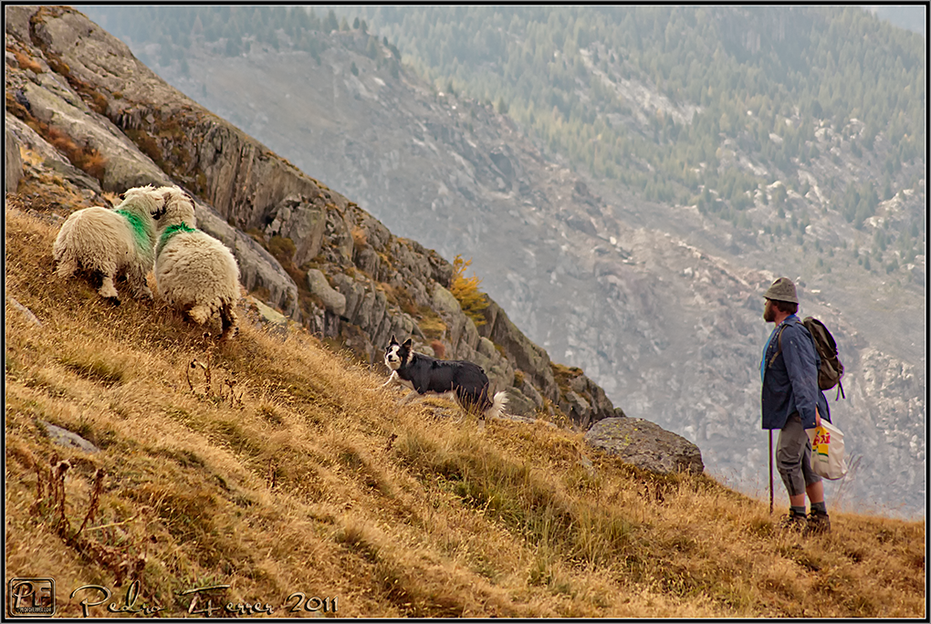 Suiza - Las Montañas - pastoreando