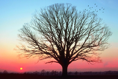 無料写真素材|自然風景|樹木|朝焼け・夕焼け