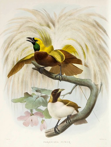 021-Lesser Ave del Paraiso-A Monograph of the Paradiseidae-1873 D.G. Elliot