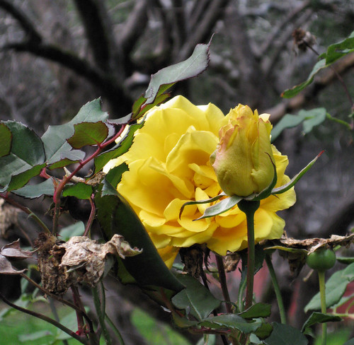 01_yellow rose