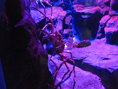 Ocean Park Spider Crab
