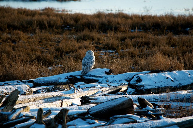 Snowy Owls at Boundary Bay