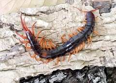 Centipedes and Millipedes of Thailand