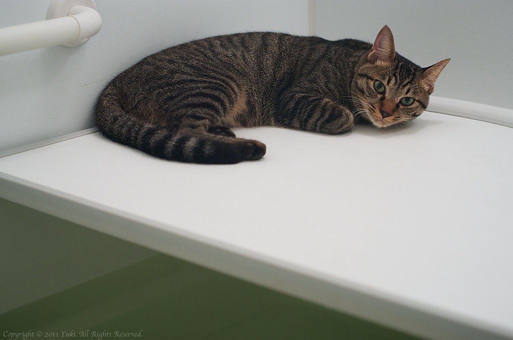 bath-loving cat #01