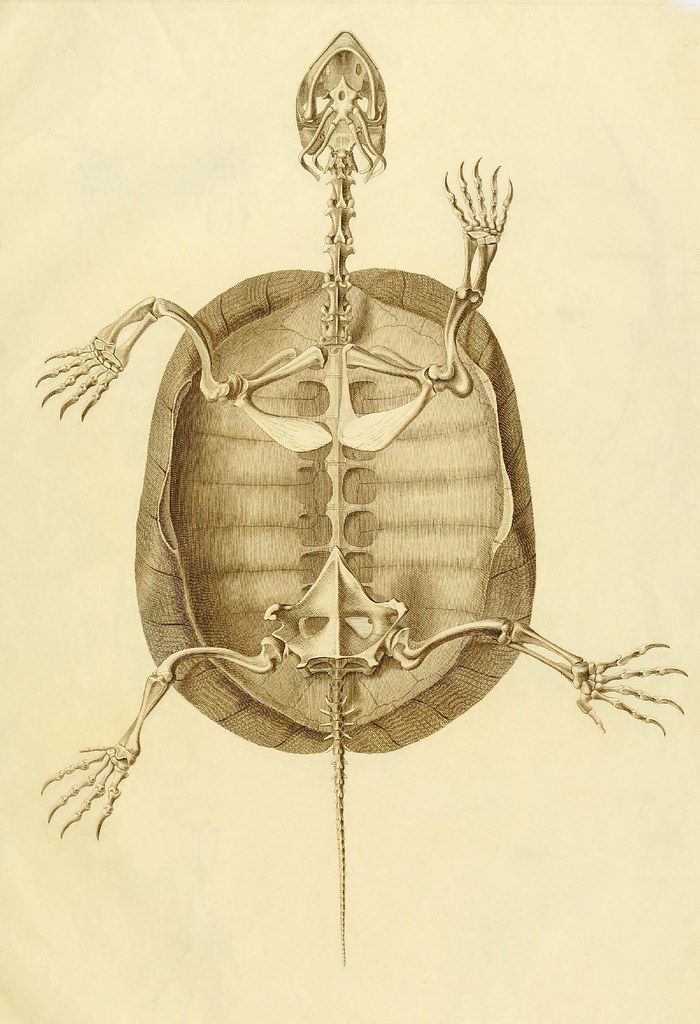 Anatome testudinis Europaeae 4