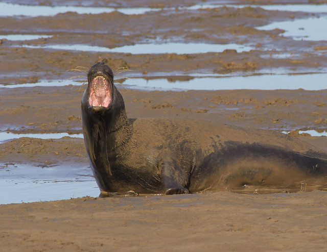 seal mouth open