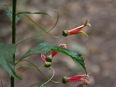 Mexican Wildflowers