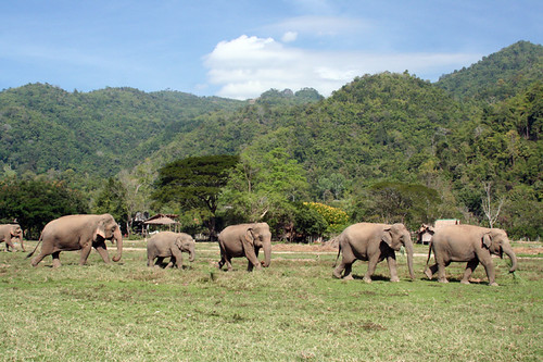 the largest herd
