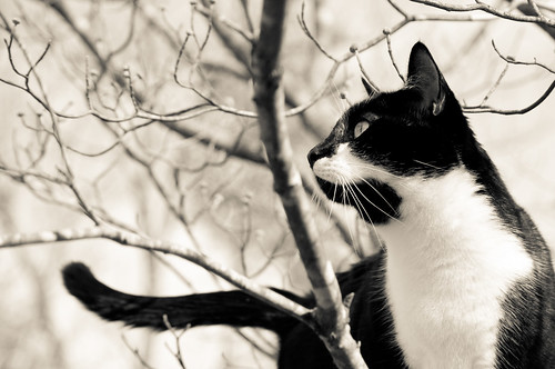 無料写真素材|動物|猫・ネコ|モノクロ