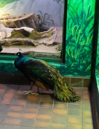 Indoor Peacock