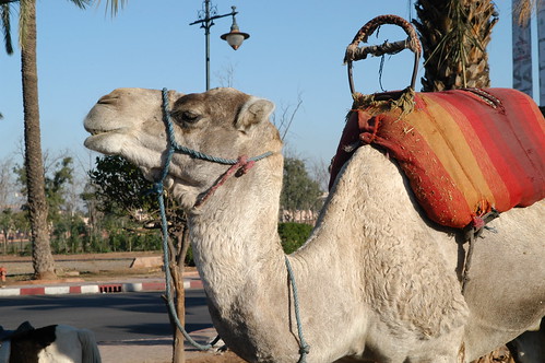 Head profile of a Camel by jemmans