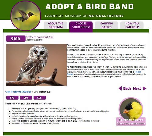 Adopt A Bird Band by Megan Lorenz