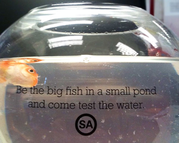 Advantage SA, why you no see this coming when you MAILED out the goldfish? (Image via mUmBRELLA) 