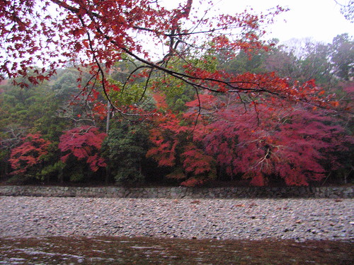 autumn leaves along the isuzu river