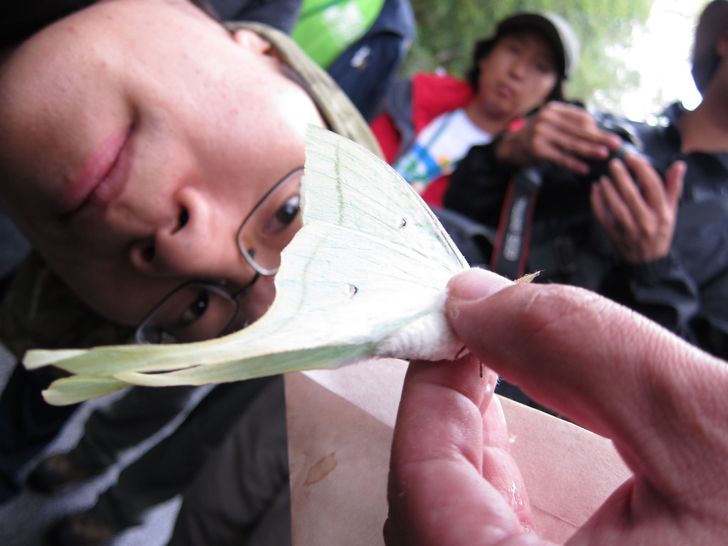 長尾水青蛾與台灣長尾水青蛾主要分佈於全台低海拔至中海拔山區，平地偶而可見。攝影：詹嘉紋。