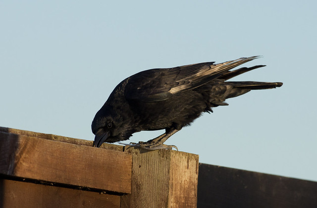 carrion crow 2