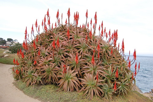 Aloe arborescens by FarOutFlora