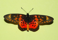 Acraea zetes Butterfly