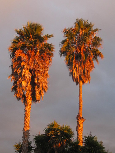Sunlit Palm Trees after the Rain