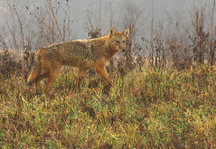 coyotes and foxes