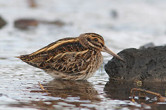 Rare birds Iceland 2012