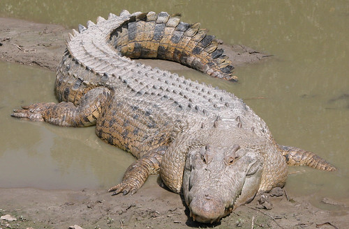 鱷魚；攝影：flickr