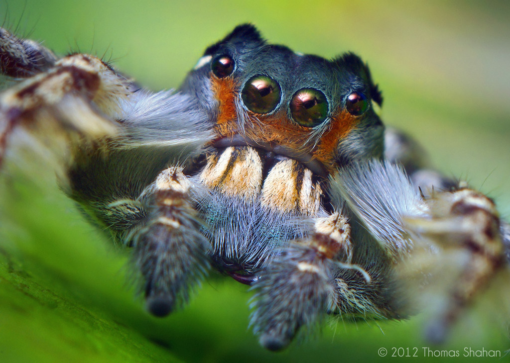 Portrait of an Adult Male Phidippus putnami Jumping Spider