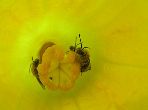 Some bees are specialists that only pollinate certain plants. This squash bee works the Cucurbita crops—squash and pumpkins.  (Photo courtesy of Nancy Adamson and the Xerces Society)