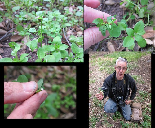 chickweed