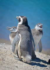 Pingüinos! Penguins! Pingouins!
