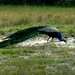 Peacock Willpattu National Park