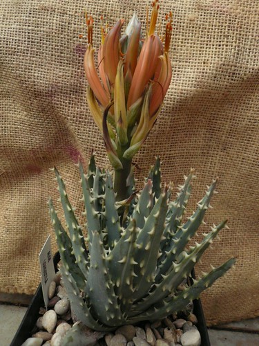 Aloe longystila by Luis Borja