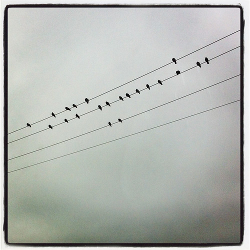 326/365:2 /// birds on a wire by daisy plus three