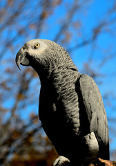 Arthur, our African Grey Parrot