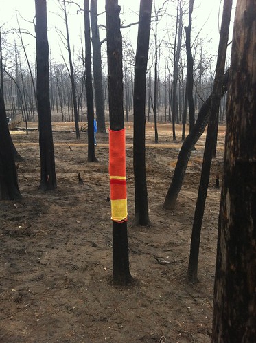 A Little Love for Burnt Trees