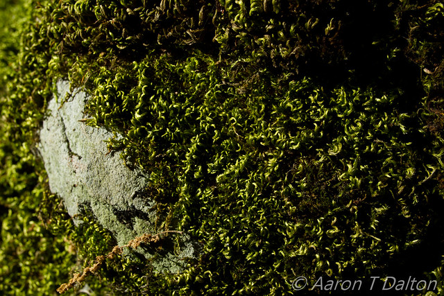 Carpet Moss and Its Rock