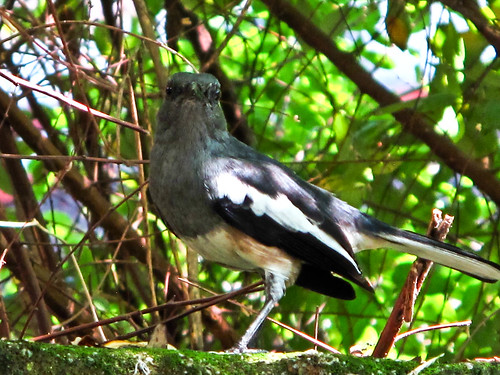 IMG_0741 Magpie at the backyard 后院的喜鹊