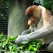 Probiscus monkey (aka Crazy Nosed Monkey)