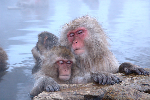  無料写真素材, 動物 , 猿・サル, ニホンザル, お風呂・シャワー  