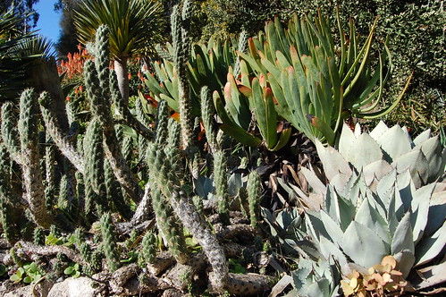 Agave parryi var. parryi mescal by FarOutFlora