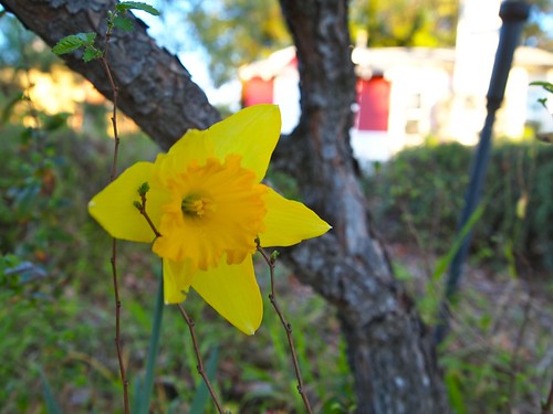 First Daffodil 2012