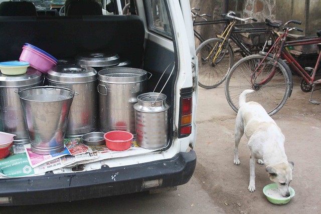 City Living - Stray Dog Feeding Sites, Around Town