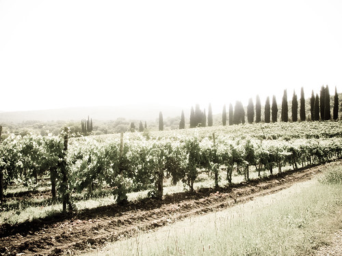 tuscany_trees_AGED.jpg