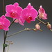 Valentines Day Flowers Orchids 007