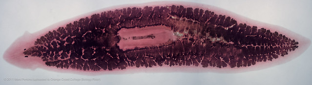 Planarian with a stained gut 2