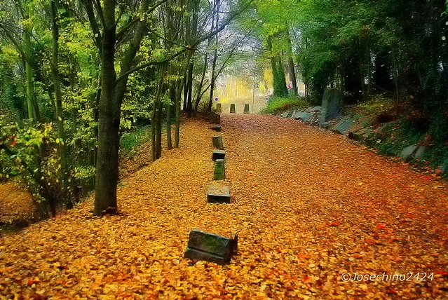 Caminando sobre hojas!!