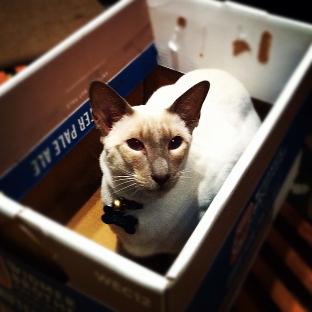 Sid in a box