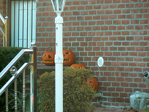 pumpkins in Queens.jpg