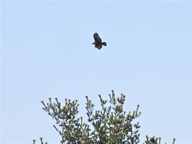 Western Red-tailed Hawk near Lake Bloomington, IL 03