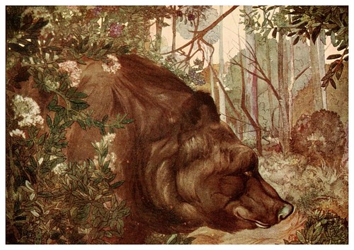 023-Baloo en la selva- The jungle book 1913-Ilustrado por Edward Detmold